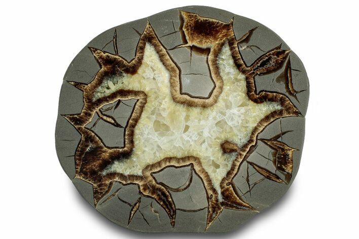Polished Septarian Slab - Utah #318008